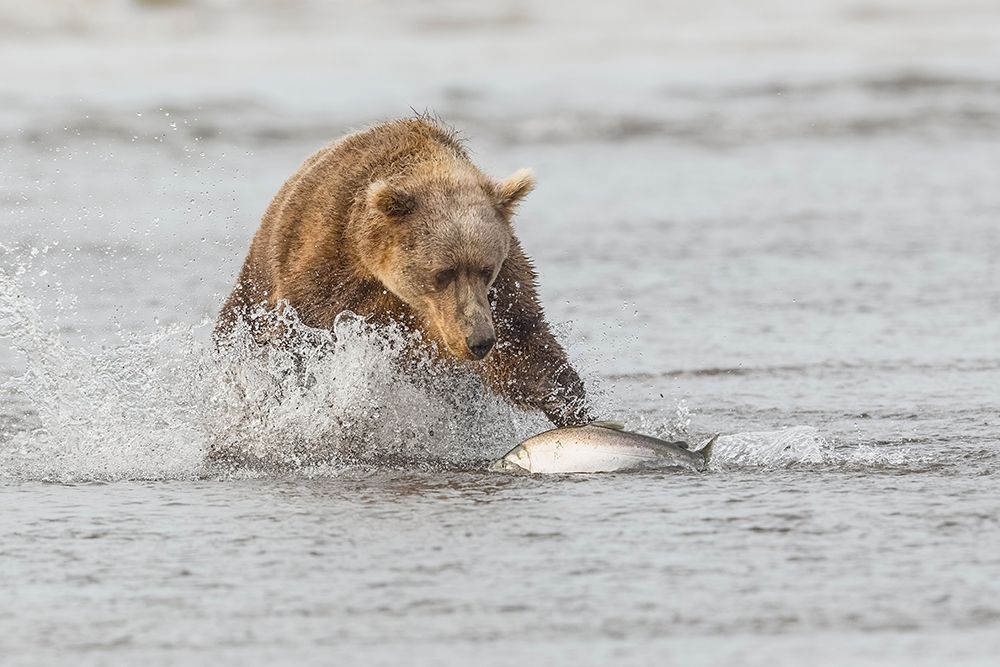 Brown bear chasing salmon-Silver Salmon Creek-Lake Clark National Park-Alaska